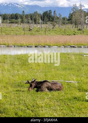 Un élan mâle photographié dans la nature, avec un ruisseau coulant à proximité, des arbres fantômes et le paysage montagneux de l'Alaska en arrière-plan. Banque D'Images