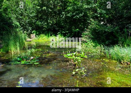 Étang vert avec des nénuphars et des hautes joncs Les arbres et buissons luxuriants encadrent l'eau Des fleurs roses éclosent Une clôture en bois est visible Banque D'Images