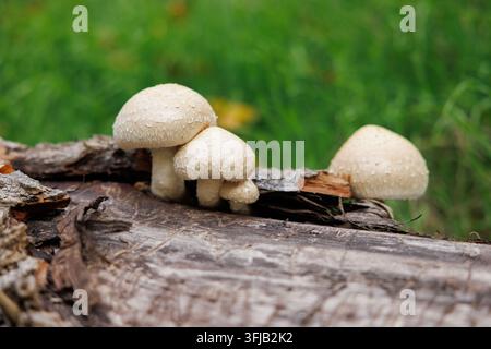Champignons blancs poussant sur du bois en décomposition dans la forêt Banque D'Images