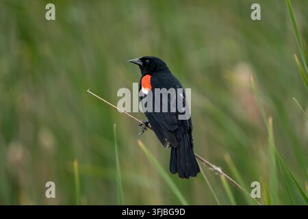Un merle à ailes rouges perché sur des roseaux au Discovery Nature Sanctuary, Winkler, Manitoba, Canada. Banque D'Images