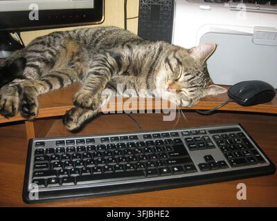 Un chat domestique tigré dort profondément au milieu de l'équipement informatique, y compris un clavier et une souris, sur un bureau en bois. Banque D'Images