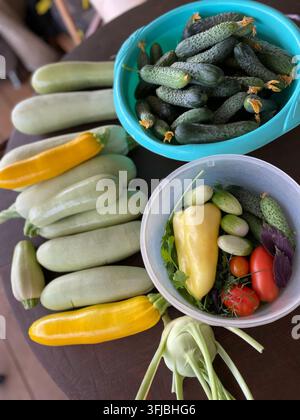 Vue aérienne de légumes fraîchement récoltés disposés sur du bois sombre. Courgettes vertes, courgettes jaunes, concombres bosselés dans un bol bleu, tomates cerises, basilic Banque D'Images