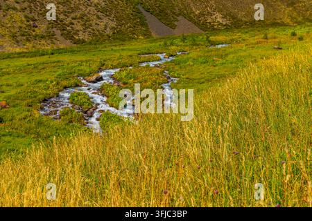 Un ruisseau de montagne serpente à travers une prairie verdoyante, bordée d'herbe dorée sèche et de fleurs sauvages violettes éparses. L'eau claire coule doucement sur les rochers Banque D'Images