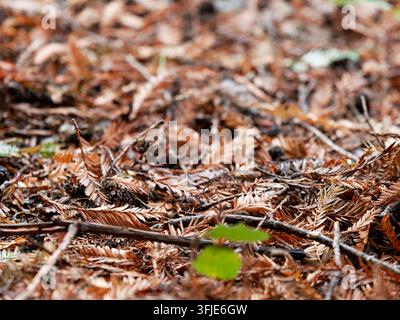 Sols forestiers recouverts de feuilles mortes et de pommes de pin parmi quelques plantes vertes. Banque D'Images