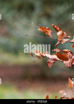 Feuilles brunes sèches sur des branches minces devant un fond vert naturel flou. Banque D'Images