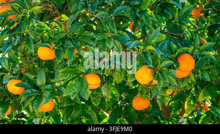 Des fruits ronds et orange suspendus parmi des feuilles vertes sur un arbre citronnier Banque D'Images