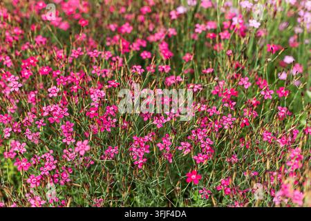 Fleurs roses vives de Dianthus deltoides fleurissant densément dans un champ de jardin en été. Beau motif de fleurs de pink maiden sous une lumière naturelle chaude. Banque D'Images