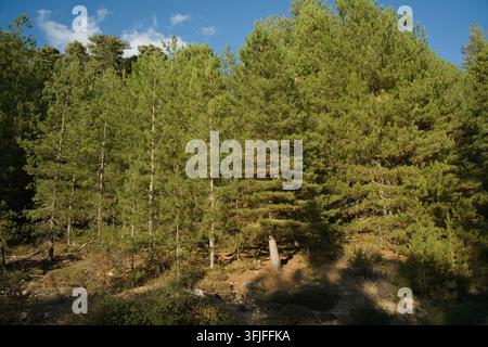 forêt d'Evisa (pin laricio) Banque D'Images
