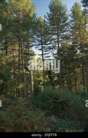 forêt d'Evisa (pin laricio) Banque D'Images