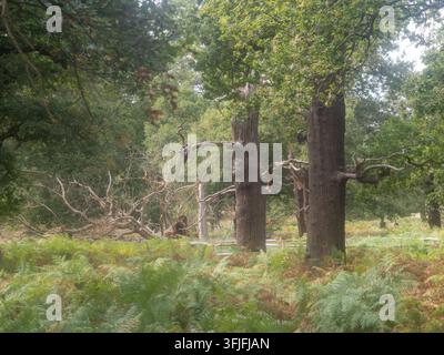 Anciens chênes avec branches mortes, sol de fougères, Richmond Park, Londres, Royaume-Uni. Banque D'Images
