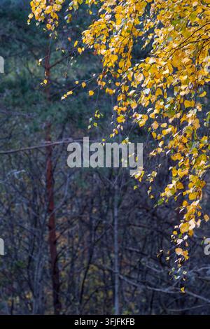 Contraste automnal et calme apparaissent dans des feuilles dorées contre une forêt profonde et ombragée à Dalen, en Norvège, où une composition verticale simple donne une régionale n Banque D'Images