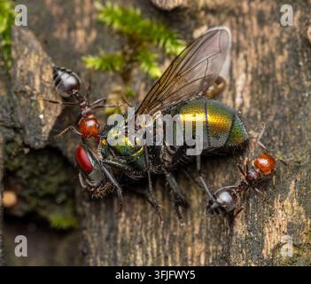 Fourmis acrobates (Crematogaster scutellaris) pillant et portant une mouche verte morte Banque D'Images