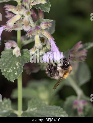 Abeille cardère commune planant à côté d'une fleur de cattmint. L'image capture le comportement de pollinisation dans un habitat de jardin naturel. Banque D'Images