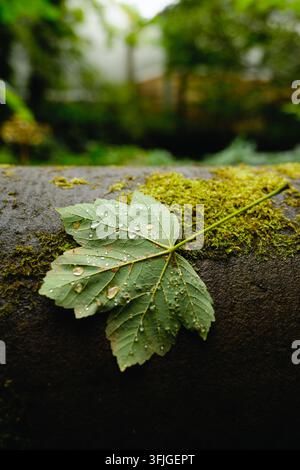 Vue rapprochée d'une feuille verte couverte de gouttes de pluie fraîches reposant sur une pierre moussue, avec un fond forestier flou doux et une lumière naturelle. Banque D'Images