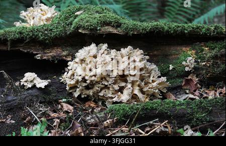 Champignon Hen of the Woods - Grifola frondosa Banque D'Images