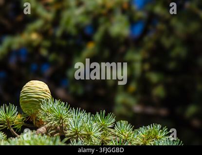 Close-up d'un jeune cône de cèdre poussant sur une branche à feuilles persistantes avec des aiguilles d'un vert bleu dense, isolé devant un fond de jardin sombre légèrement flou. Banque D'Images