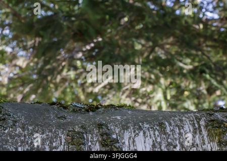Grossissement d'écorce de bouleau pâle avec de la mousse et des lichens poussant le long du tronc, isolé sur un fond de forêt verte légèrement flou sous une lumière naturelle Banque D'Images