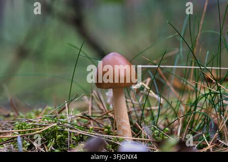 Un photographie macro avec mise au point détaillée d'un seul champignon sauvage brun se tenant dans la mousse forestière et les aiguilles de pin tombées, entouré d'un doux bo vert Banque D'Images