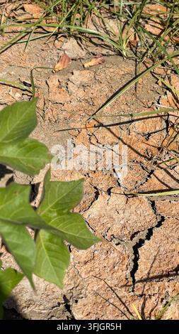 Un sol sec et fissuré dans un champ de coton vert illustre la sécheresse, la pénurie d'eau, le stress climatique et l'agriculture. Banque D'Images