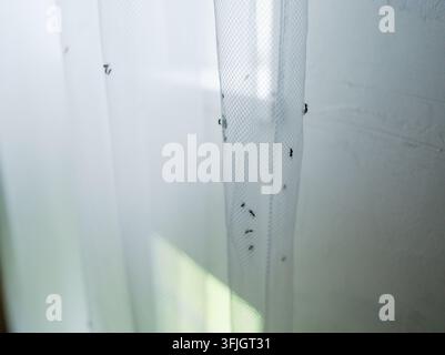 Close-up d'un rideau en maille blanche infesté de fourmis rampant. Ces nuisibles ont envahi l'intérieur de la maison, créant une situation inconfortable pour les résidents. La colonie s'installe sur le tissu près de la fenêtre Banque D'Images