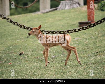 Faon de cerf Sika marchant sur l'herbe du parc de Nara, Japon Banque D'Images