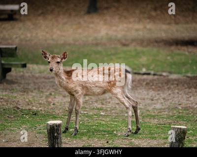 Jeune cerf sika debout dans le parc de Nara, Japon Banque D'Images