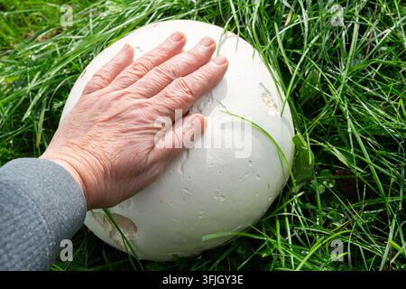 Grand champignon vesse gigante avec une main humaine montrant la taille dans l'herbe du jardin Banque D'Images