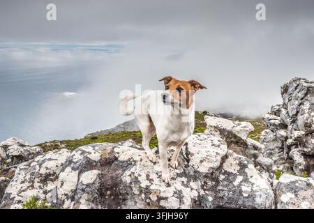 Jack Russel sur une crête rocheuse au-dessus de la côte atlantique brumeuse du Cap Banque D'Images