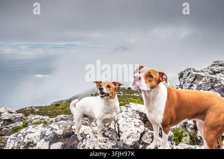 Deux chiens sur une crête rocheuse au-dessus de la côte atlantique brumeuse du Cap Banque D'Images