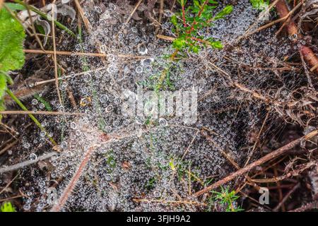 Toile d'araignée recouverte de rosée étincelante de gouttelettes d'eau dans la nature Banque D'Images