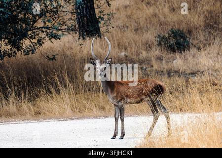 Jeune cerf rouge debout sur une route de terre Banque D'Images