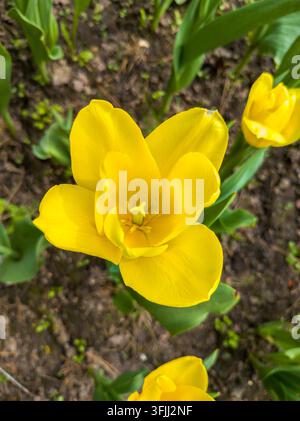 Un cliché macro en vue de dessus détaillé d'une tulipe jaune vif entièrement ouverte montrant ses étamines et son pistil. Fond floral idéal pour le printemps, mère' Banque D'Images