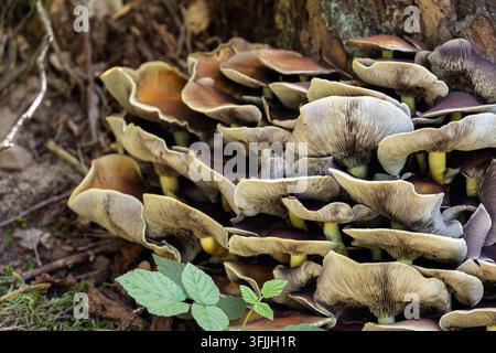 Des champignons sauvages poussent en grappes denses et superposées sur une souche de bois forestier en décomposition. Les chapeaux ondulés et superposés montrent des lamelles grises sur les faces inférieures pâles. Banque D'Images