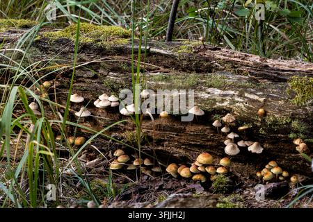 De petits champignons sauvages poussent sur une souche d'arbre décomposée dans la forêt. Des chapeaux cloche pâles et des champignons ronds émergent de l'écorce érodée et de la mousse. Banque D'Images