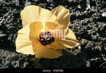 Close-up d'une fleur d'hibiscus maritime jaune tombée (Hibiscus tiliaceus) baignée de soleil sur le sable, Stradbroke Island, Queensland, Australie. Banque D'Images
