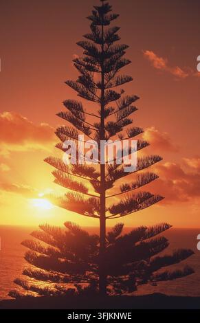 COUCHER DE SOLEIL SUR L'OCÉAN DERRIÈRE UNE SILHOUETTE D'UN PIN DE NORFOLK (ARAUCARIA HETEROPHYLLA), ÎLE NORFOLK, NOUVEAU-GALLES DU SUD, AUSTRALIE. Banque D'Images