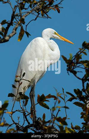 Une grande aigrette (Ardea alba) perchée dans un arbre, Parc national du Kruger, Afrique du Sud Banque D'Images