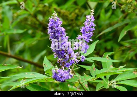 Fleurs de l'arbre chaste (Vitex agnus castus). Arbuste décidue des Lamiaceae, Banque D'Images