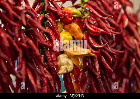 Grappes de piments rouges et jaunes suspendues en exposition au Festival du Peperoncino, Diamante, Calabre, Italie Banque D'Images