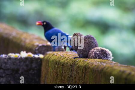 Un écureuil mangeant de la nourriture sur un mur moussu tandis qu'une pie bleue formosane se tient en arrière-plan à Wulai, Nouvelle-Taipei, Taïwan. Banque D'Images