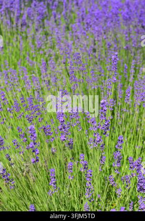 Vue rapprochée de fleurs de lavande en fleurs dans un jardin pendant l'été. Banque D'Images