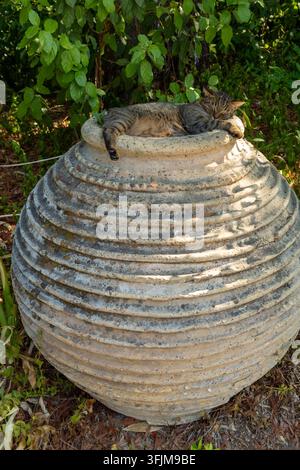 Un chat tigré reposant confortablement sur un grand pithos grec antique à nervures (jarre de stockage) Banque D'Images