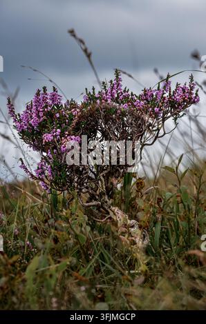 Fleurs de bruyère violettes poussant parmi des herbes sauvages dans un paysage de landes naturelles. Banque D'Images