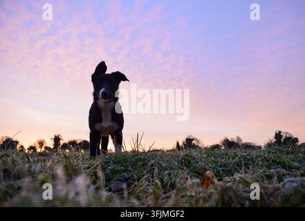 Petit chien noir debout dans un champ couvert de givre au lever du soleil sous un ciel doux rose et violet. Banque D'Images