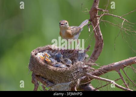 Petit oiseau brun s'occupe des poussins affamés dans le nid Banque D'Images