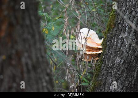 Champignon croissant sur un tronc d'arbre dans la forêt Banque D'Images