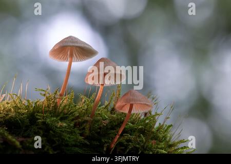 Groupe de petits champignons bruns poussant ensemble dans une forêt automnale moussue Banque D'Images