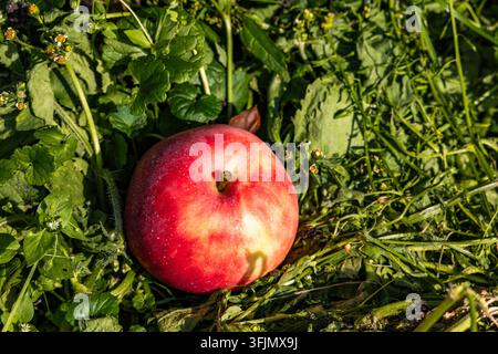 Une pomme rouge unique repose sur un sol couvert d'herbe verte et de feuillage sauvage sous un soleil éclatant. Le fruit tombé affiche des tons rouges naturels dans un Banque D'Images
