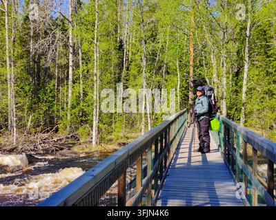 Un touriste avec un grand sac à dos se tient sur un pont en bois surplombant une rivière tumultueuse dans le parc national de Laponie par une journée de printemps ensoleillée, entouré Banque D'Images