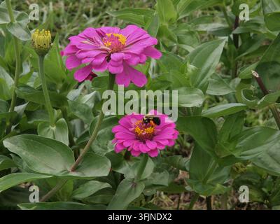 Fleur de zinnia dans un jardin local du comté de Warren, dans le New Jersey, le nom scientifique de cette fleur rose est Asteraceae. Banque D'Images